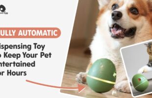 Wicked Egg : Automatic Interactive Pet Toy & Treat Dispenser