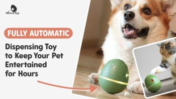 Wicked Egg : Automatic Interactive Pet Toy & Treat Dispenser