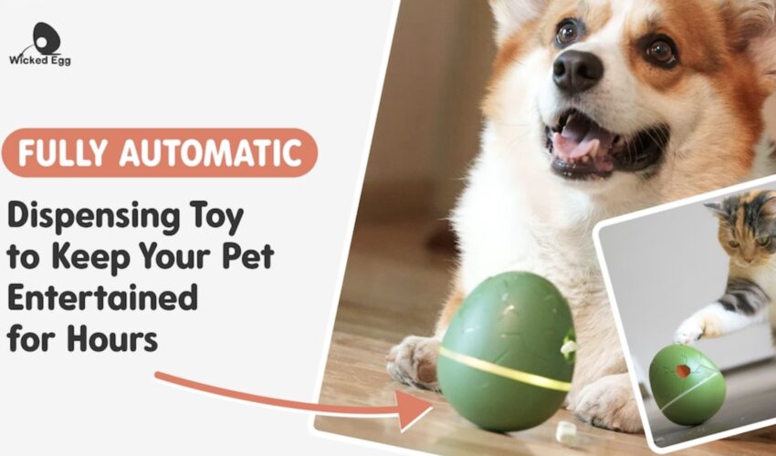 Wicked Egg : Automatic Interactive Pet Toy & Treat Dispenser