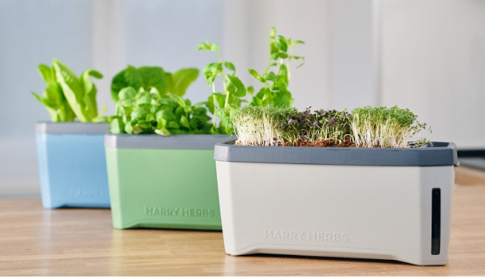 HARRY HERBS – watch your delicious greens grow themselves