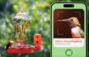 Luck – The Smart Hummingbird Feeder