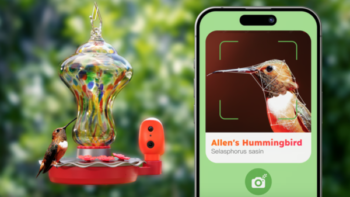 Luck – The Smart Hummingbird Feeder